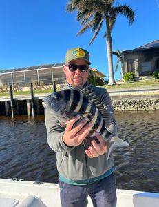 A sheepshead fish caught while fishing in FL
