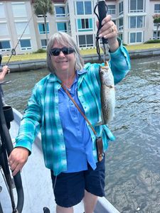 Freshly caught speckled trout held up on fishing boat in Punta Gorda FL waters