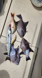 6 fish caught while fishing in West Bay