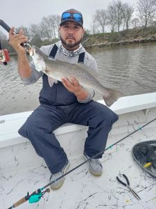 Spotted Weakfish, 18 inches, fishing in TX