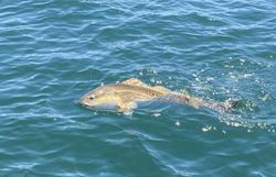 Big fish, calm seas, Hatteras awaits