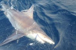 Photograph of a blacktip shark caught while fishing in Hatteras