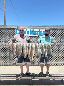 7 black drum and redfish caught in Corpus Christi