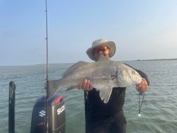 Black Drum fish caught while fishing in Corpus Christi