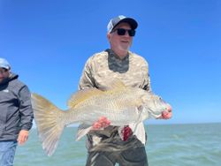 Black drum fish caught by two people in Corpus Christi
