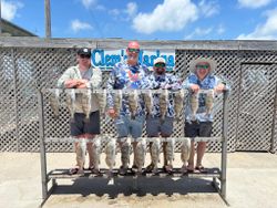 3 black drum fish caught in Corpus Christi