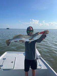 Spotted Weakfish caught while fishing in TX
