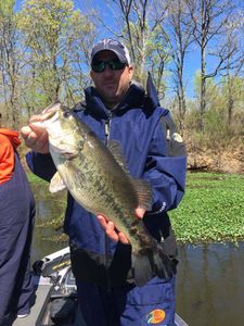 Largemouth Bass in Lake Fork