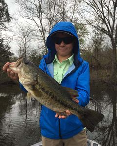 Largemouth Bass in Lake Fork