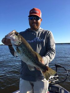  Largemouth Bass in Lake Fork
