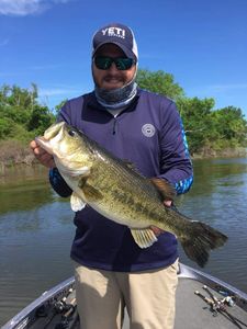  Largemouth Bass in Lake Fork