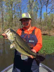 Largemouth Bass in Lake Fork