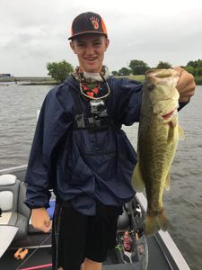  Largemouth Bass in Lake Fork