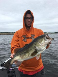  Largemouth Bass in Lake Fork