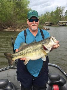  Largemouth Bass in Lake Fork