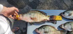 White Crappie Caught in Lake Fork