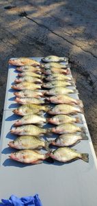 Several Crappie Species from TX