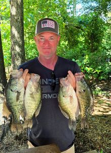 Four white crappie fish caught while fishing in Quitman