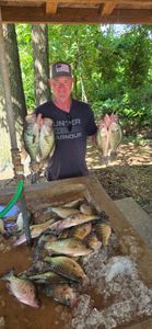 5 white crappie fish caught in Quitman