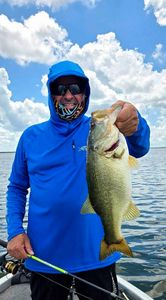 Largemouth bass caught in TX