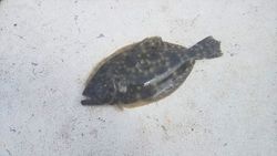 Southern Flounder caught while fishing in SC