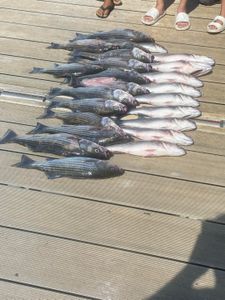 Three striped bass caught while fishing in SC