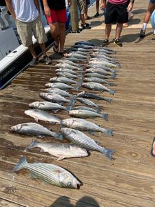 Five striped bass caught while fishing in Columbia