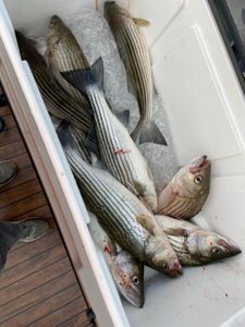 4 striped bass caught in SC