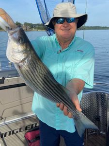 Striped bass caught in Columbia
