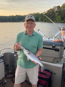 Striped bass caught fishing in Columbia