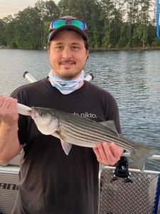 Striped bass fishing in Columbia