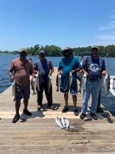 A group of 7 striped bass caught while fishing in Columbia