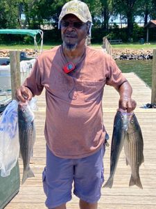 Three striped bass caught while fishing in SC