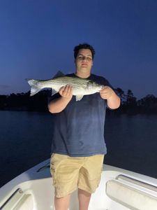 A wiper (hybrid striped bass) fish caught in South Carolina while fishing