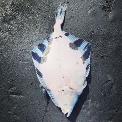 Starry Flounder in Seward AK