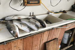 3 fish caught in Pottsboro