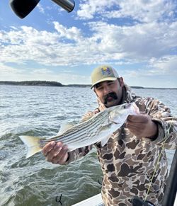 Two striped bass caught in Pottsboro