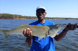 Striped bass caught in Pottsboro, Texas