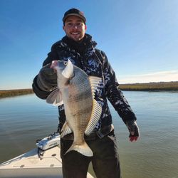 Black Drum – Bold and burly!