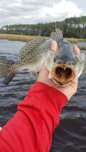 Spotted Sea Trout in South Carolina Fishing