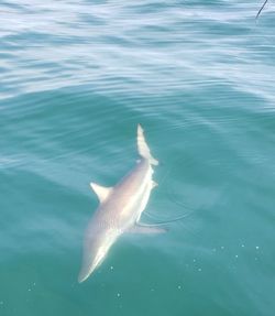 Blacktip shark caught while fishing in Mount Pleasant