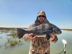 A fisherman holding a large black drum fish in SC