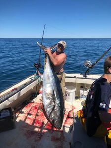 Yellow Fin Tuna in New Hampshire