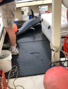 A fisherman's catch in NH