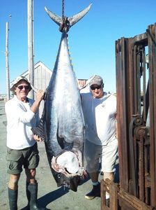 Blackfin tuna fishing in New Hampshire