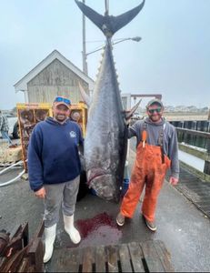 Blackfin tuna fish caught during fishing in Hampton