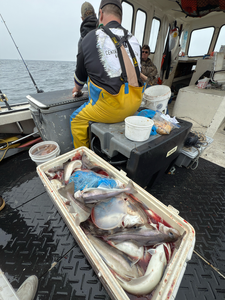 Chasing the big ones with heavy tackle in Maine's premier fishing grounds