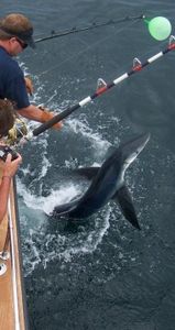 How about some Shark fishing in Massachusetts?  