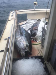 Great day for some Big Tuna in Massachusetts! 