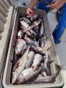 Multiple fishes were caught in NH